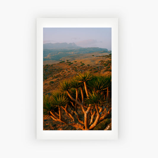 Socotra