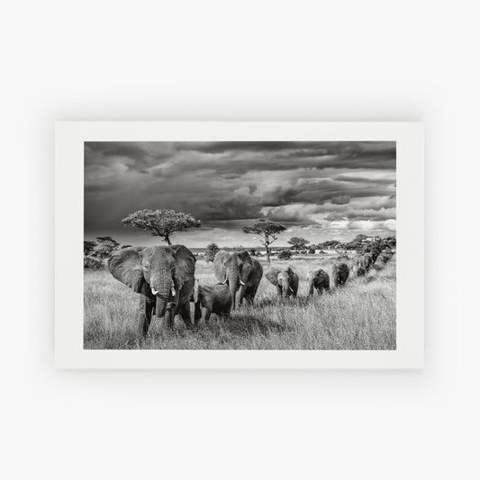 The Herd