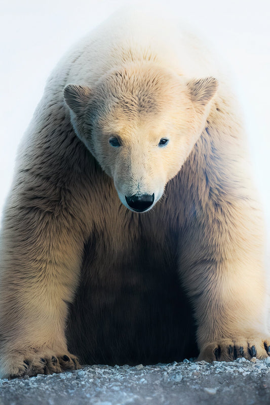 Polar Bear