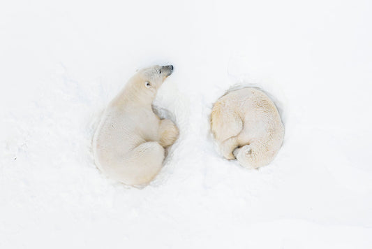 Polar Bear Romance