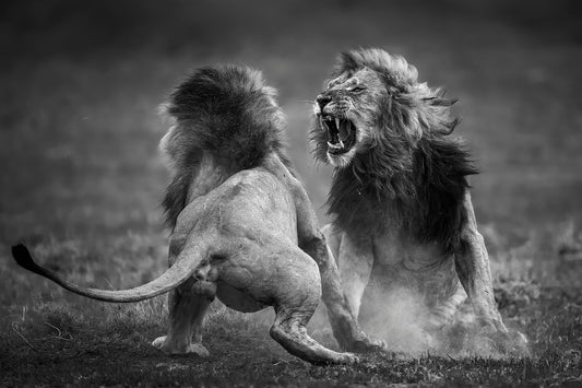 Quarrel 1