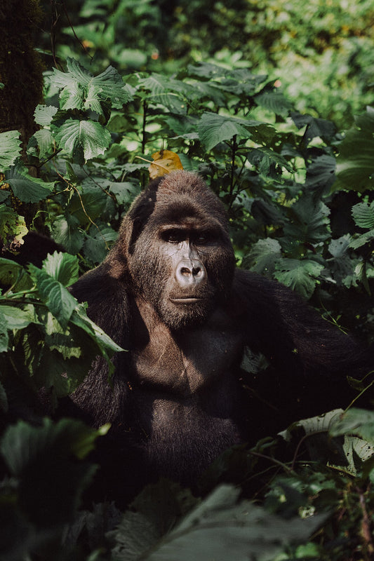 Silverback