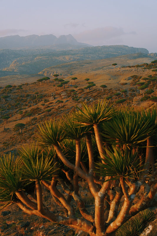 Socotra