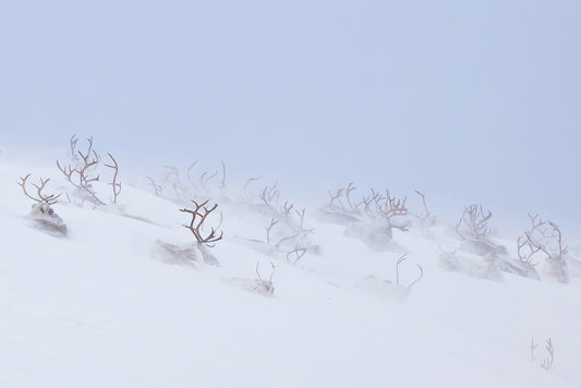 Sápmi's Reindeer