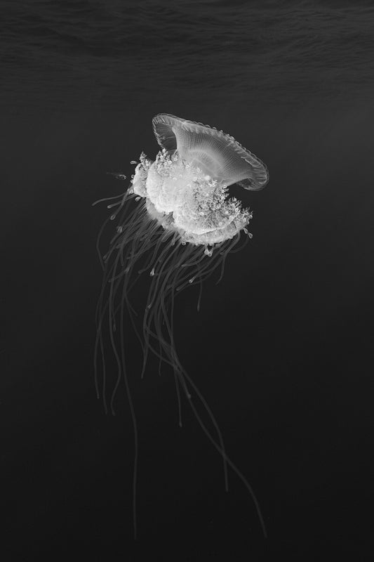 Tentacles