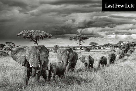 The Herd