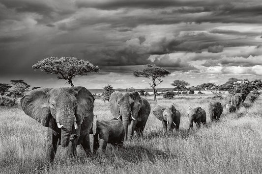 The Herd