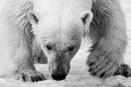 The Arctic Sentinel