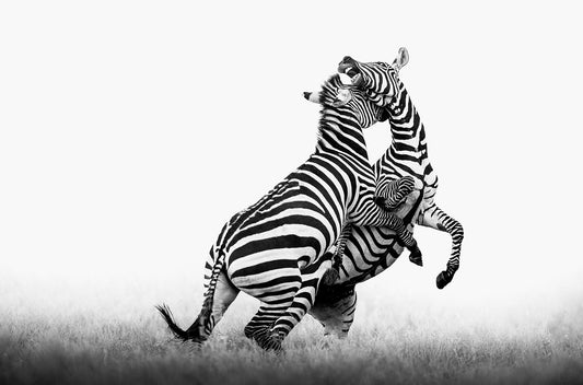 The Battle Of The Stripes