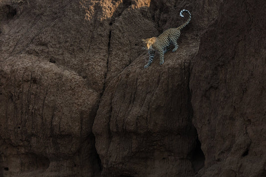 The Descent