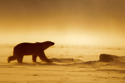 The Frozen Desert