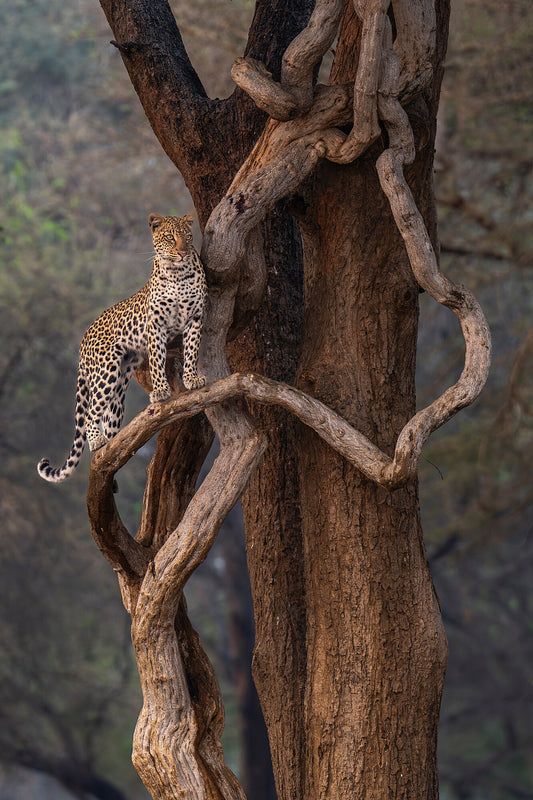 The Leopard on the Snake