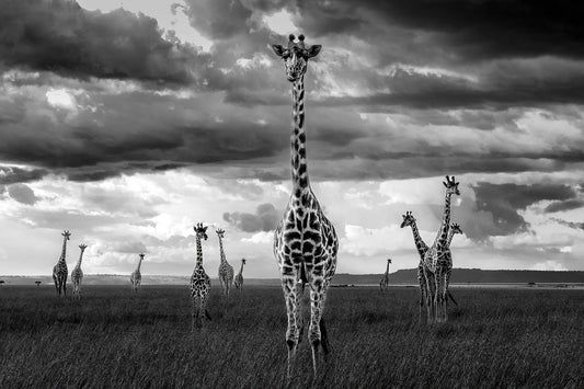 The Skyscrapers of Masai Mara