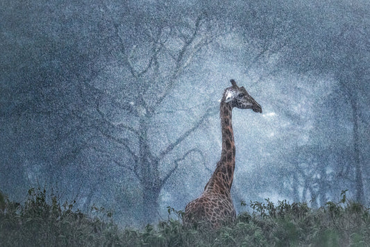 Torrential Rain