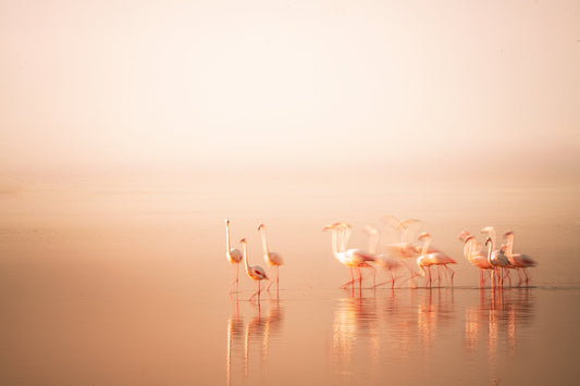 Tranquility