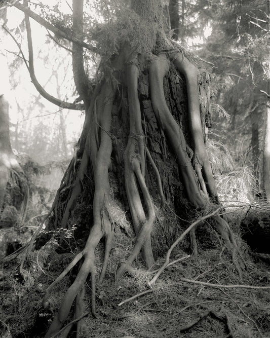 Tree on a tree in Canada