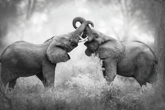 Trunk Tangle