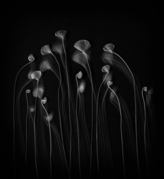Unfurl