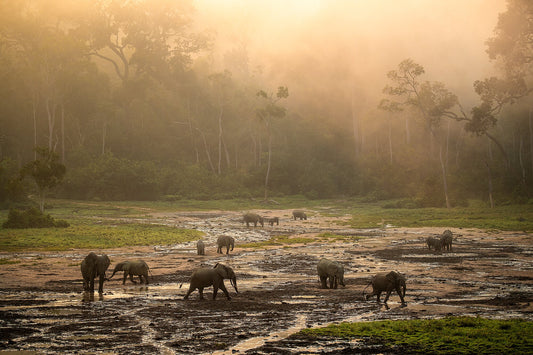 Village of Elephants