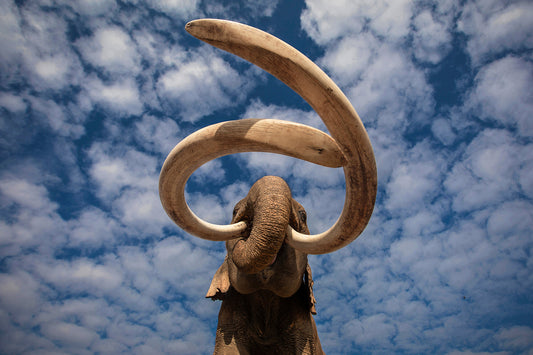 When Mammoths Ruled The Earth