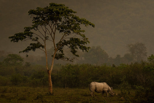 Wild Renaissance, Rhino and tree on grass mixed with white egret